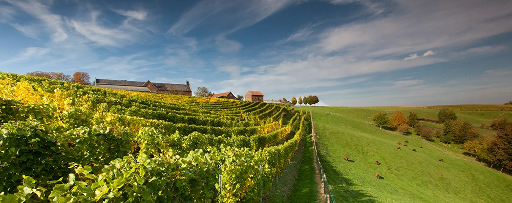 img-wijngaarden-van-zuid-limburg-wijngaardsberg